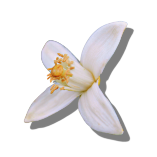 Orange Blossom